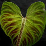 Philodendron verrucosum