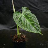 Philodendron verrucosum Wholesale