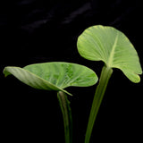 Philodendron alatiundulatum