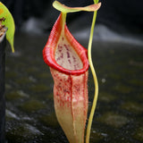 Nepenthes singalana variegated x flava, CAR-0143