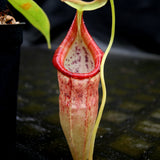 Nepenthes singalana variegated x flava, CAR-0143