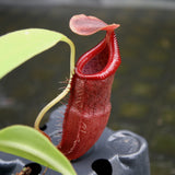 Nepenthes singalana variegated x flava, CAR-0143