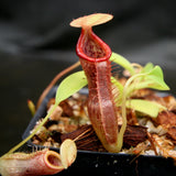 Nepenthes singalana variegated x flava, CAR-0143