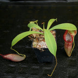 Nepenthes singalana variegated x flava, CAR-0143, pitcher plant, carnivorous plant, collectors plant, large pitchers, rare plants