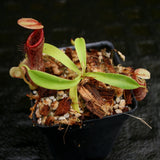 Nepenthes singalana variegated x flava, CAR-0143, pitcher plant, carnivorous plant, collectors plant, large pitchers, rare plants