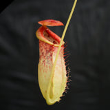 Nepenthes spathulata x tenuis