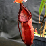 Nepenthes singalana x diabolica, BE-3900