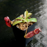 Nepenthes spathulata x tenuis