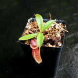 Nepenthes spathulata x tenuis