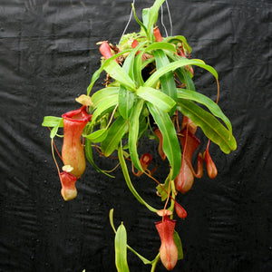 Nepenthes ventricosa Red (BE x AG3), CAR-0140