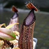 Nepenthes hamata (Tambusisi x Lumut), BE-4044, pitcher plant, carnivorous plant, collectors plant, large pitchers, rare plants 