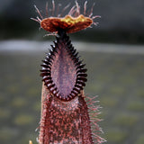 Nepenthes hamata (Tambusisi x Lumut), BE-4044