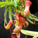 Nepenthes ventricosa Red (BE x AG3), CAR-0140