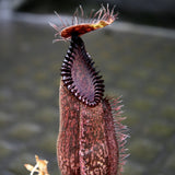 Nepenthes hamata (Tambusisi x Lumut), BE-4044