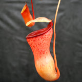 Nepenthes ventricosa Red (BE x AG3), CAR-0140