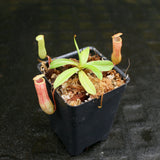 Nepenthes ventricosa Red (BE x AG3), CAR-0140, pitcher plant, carnivorous plant, collectors plant, large pitchers, rare plants 