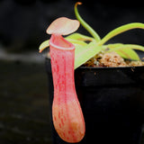 Nepenthes ventricosa Red (BE x AG3), CAR-0140