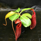 Nepenthes truncata (d) x mira, CAR-0075