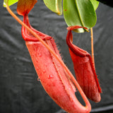 Nepenthes truncata (d) x mira, CAR-0075