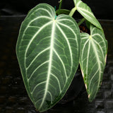 Anthurium villenaorum