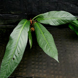 Anthurium cubense x pendulifolium (same cross as Big Bill)