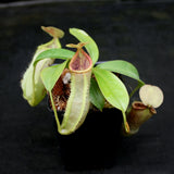 Nepenthes spathulata x campanulata BE-3796