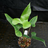 Anthurium draconopterum