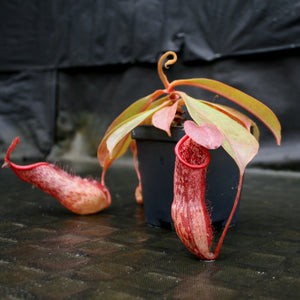 Nepenthes smilesii x (maxima x glandulifera), CAR-0077