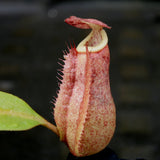 Nepenthes thorelii (d) x [(lowii x veitchii) x burbidgeae], CAR-0221