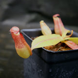 Nepenthes thorelii (d) x [(lowii x veitchii) x burbidgeae], CAR-0221