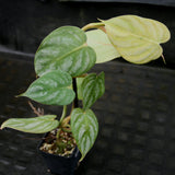 Philodendron brandtianum