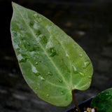 Anthurium (crystallinum x magnificum) x papillilaminum, CAR-0222