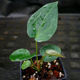 Anthurium (crystallinum x magnificum) x papillilaminum, CAR-0222