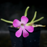 Pinguicula moctezumae Butterwort