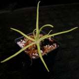 Pinguicula moctezumae Butterwort with purple flower, gnat eating carnivorous plant easy to grow