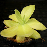 Pinguicula gigantea butterwort plant