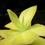 Pinguicula gigantea butterwort plant