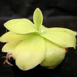 Pinguicula gigantea butterwort plant