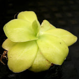 Pinguicula gigantea butterwort plant