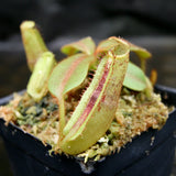 Nepenthes platychila HM x (truncata x maxima), CAR-0223