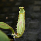 Nepenthes platychila HM x (truncata x maxima), CAR-0223