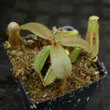 Nepenthes platychila HM x (truncata x maxima), CAR-0223