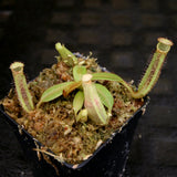 Nepenthes platychila HM x (truncata x maxima), CAR-0223