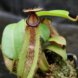 Nepenthes hamata Tambusisi x truncata (c), CAR-0120