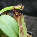 Nepenthes hamata Tambusisi x truncata (c), CAR-0120