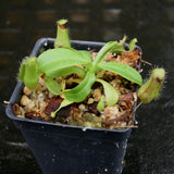 Nepenthes hamata Tambusisi x truncata (c), CAR-0120