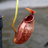 Nepenthes singalana x aristolochioides, BE-4092