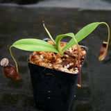 Nepenthes singalana x aristolochioides, BE-4092