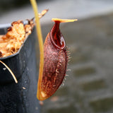 Nepenthes singalana x aristolochioides, BE-4092