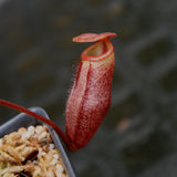 Nepenthes rajah x mira, BE-3518